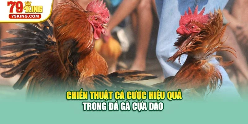 Chiến thuật cá cược hiệu quả trong đá gà cựa dao
