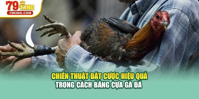Chiến thuật đặt cược hiệu quả trong cách băng cựa gà đá