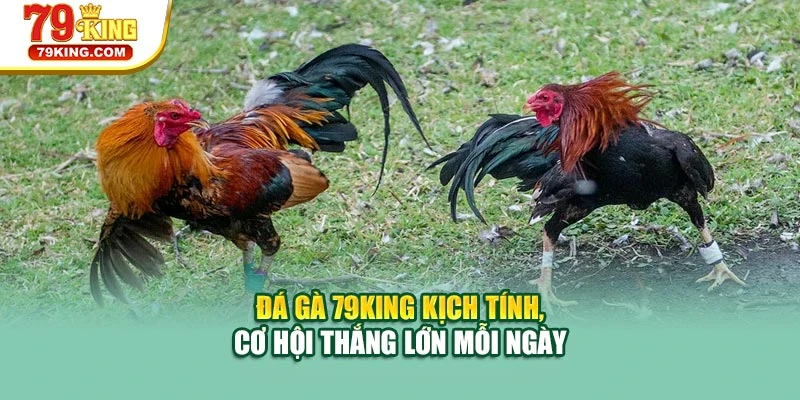 Đá gà 79KING kịch tính, cơ hội thắng lớn mỗi ngày