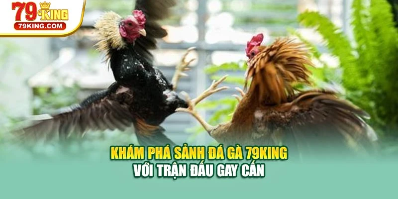 Khám phá sảnh đá gà 79KING với trận đấu gay cấn