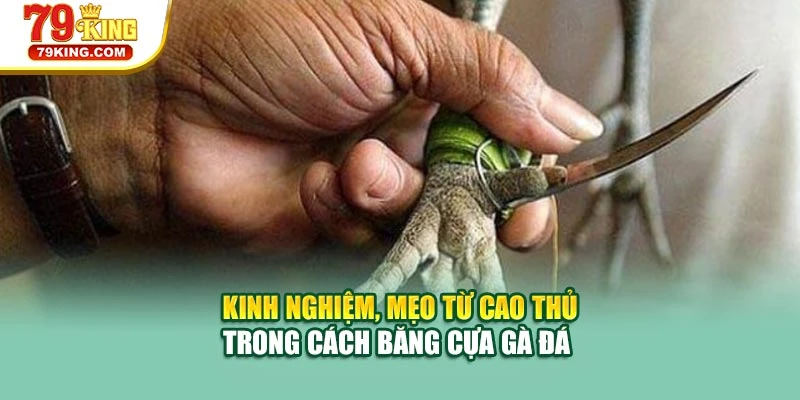 Kinh nghiệm, mẹo từ cao thủ trong cách băng cựa gà đá