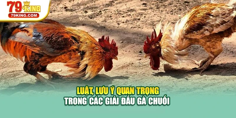 Luật, lưu ý quan trọng trong các giải đấu gà chuối