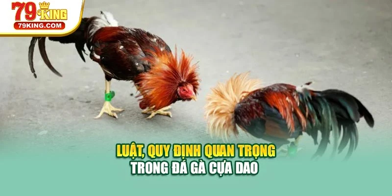 Luật, quy định quan trọng trong đá gà cựa dao