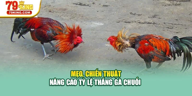 Mẹo, chiến thuật nâng cao tỷ lệ thắng gà chuối