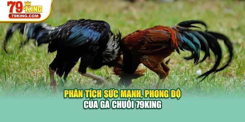 Phân tích sức mạnh, phong độ của gà chuối 79KING