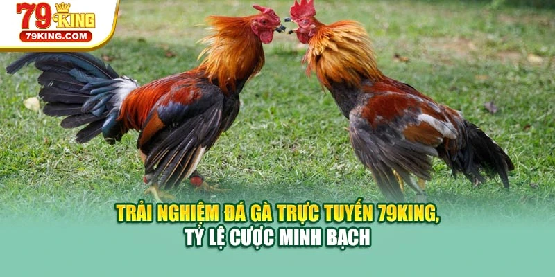 Trải nghiệm đá gà trực tuyến 79KING, tỷ lệ cược minh bạch